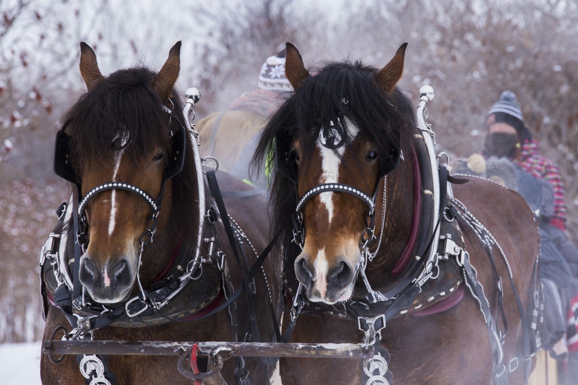 SAALBACH Pferdeschlitten Neutral shutterstock_515405800.jpg