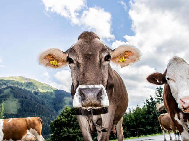 Bauernhof Neureithof